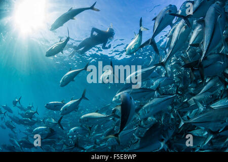 Schnorchler mit einer großen Schule von Großaugenthun Trevally (Caranx Sexfasciatus) in der Nähe von Cabo Pulmo, Baja California Sur, Mexiko Stockfoto