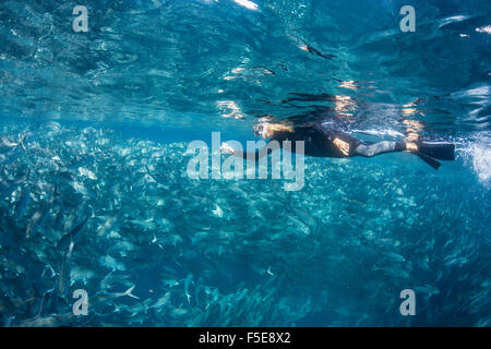 Schnorchler mit einer großen Schule von Großaugenthun Trevally (Caranx Sexfasciatus) in der Nähe von Cabo Pulmo, Baja California Sur, Mexiko Stockfoto