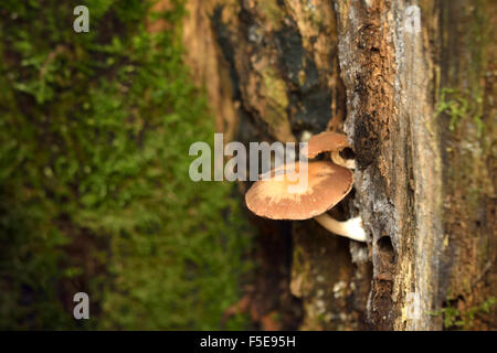 Pilze im herbstlichen Wald in Belgien Stockfoto