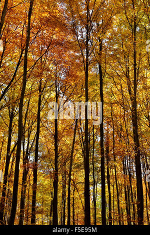 Berühmt durch seine Glockenblumen Hallerbos im Herbst Stockfoto