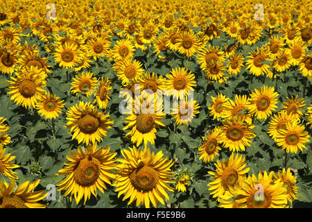 Sonnenblumen in Arles Vincent van Gogh Frankreich Europa Stockfoto