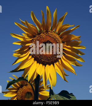 Sonnenblumen vor blauem Himmel in Arles Vincent van Gogh Frankreich Europa Stockfoto
