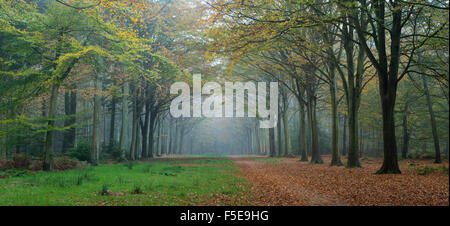 Woodland-Szene von Felbrigg, Norfolk, England, Vereinigtes Königreich, Europa Stockfoto