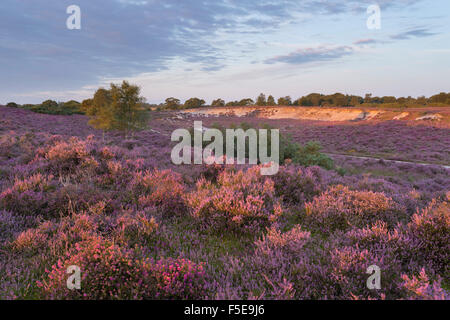 Ein Blick auf die wunderschöne Heidelandschaft mit intensiven Heidekraut Farben bei Westleton Heath, Suffolk, England, Vereinigtes Königreich, Europa Stockfoto