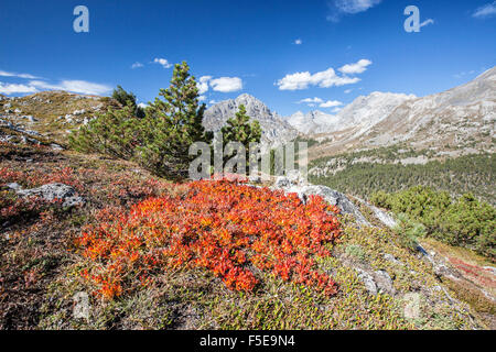 Teppich von Blaubeeren, Umbrail Pass, Müstair Tal, Kanton Graubünden (Graubünden), Schweiz, Europa Stockfoto