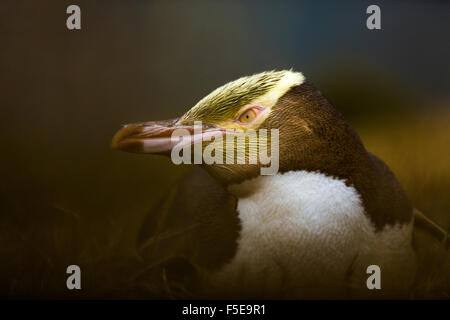 Yellow-eyed Penguin (Megadyptes Antipodes), Moeraki, Südinsel, Neuseeland, Pazifik Stockfoto