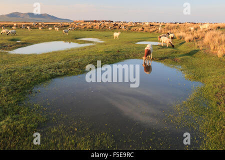 Herde von Ziegen und Schafe weiden, bei Sonnenaufgang, reflektierte Ziege Getränke aus Pool im Sommer, Nomaden camp, Gurvanbulag, Bulgan, Mongolei Stockfoto