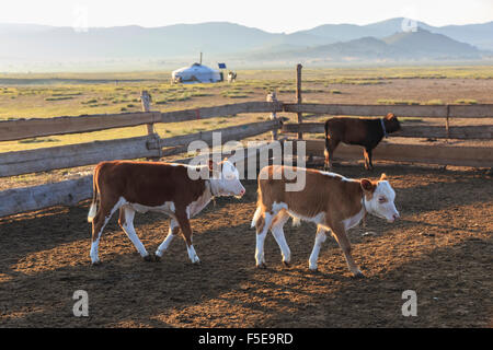 Kälber im Stift mit Ger und fernen Hügel, Sommer Sonnenaufgang, Nomadencamp, Gurvanbulag, Bulgan, Norden der Mongolei, Zentralasien, Asien Stockfoto