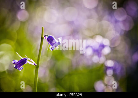 Bluebell (Hyacinthoides non-Scripta), Oxfordshire, England, Vereinigtes Königreich, Europa Stockfoto