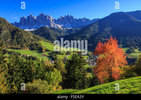 Bunter Herbst Bäume umrahmen die Gruppe der Geisler und das Dorf St. Magdalena, Villnösser Tal, Dolomiten, Südtirol, Italien