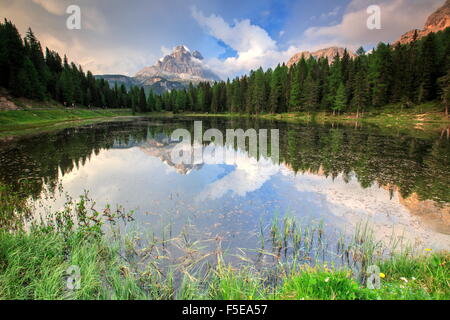 Bäume spiegelt sich im See Antorno bei Sonnenuntergang, Auronzo Cadore, Veneto Sextner Dolomiten, Italien, Europa Stockfoto