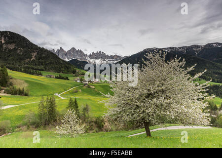 Blühende Rahmen das Dorf St. Magdalena und der Geisler-Gruppe, Villnösser Tal, Südtirol, Dolomiten, Italien, Europa Stockfoto