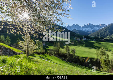 Blühende Rahmen das Dorf St. Magdalena und der Geisler-Gruppe, Villnösser Tal, Südtirol, Dolomiten, Italien, Europa Stockfoto