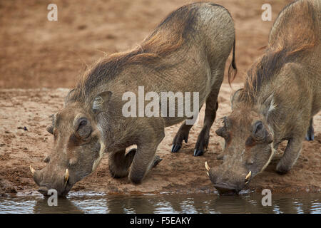 Zwei Warzenschwein (Phacochoerus Aethiopicus) trinken, Addo Elephant National Park, Südafrika, Afrika Stockfoto