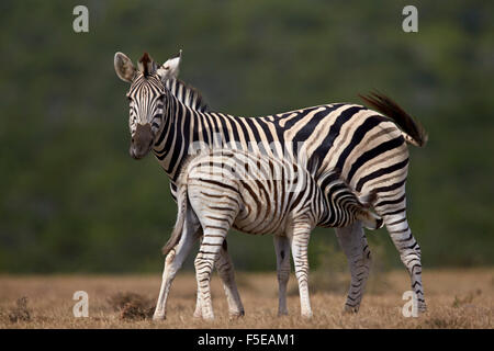 Gemeinsamen Zebra (Ebenen Zebra) (Burchell Zebra) Mare Pflege ihres Fohlens, Addo Elephant National Park, Südafrika Stockfoto