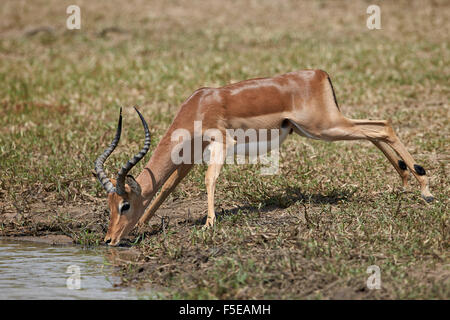 Impala (Aepyceros Melampus) Buck trinken, Krüger Nationalpark, Südafrika, Afrika Stockfoto