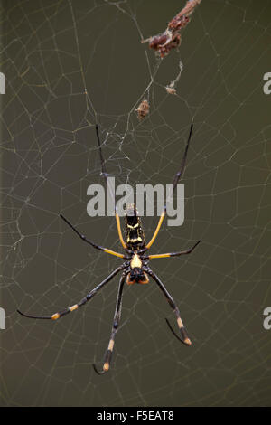 Goldene Kugel gebändert-beinigen Spinne (Nephila Senegalensis), Weiblich, Krüger Nationalpark, Südafrika, Afrika Stockfoto
