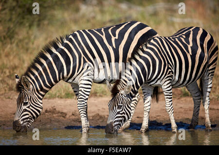 Zwei gemeinsame Zebra (Ebenen Zebra) (Burchell Zebra) (Equus Burchelli) trinken, Krüger Nationalpark, Südafrika, Afrika Stockfoto