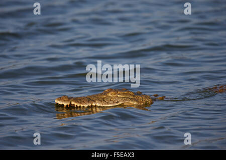 Nil-Krokodil (Crocodylus Niloticus) schwimmen, Krüger Nationalpark, Südafrika, Afrika Stockfoto