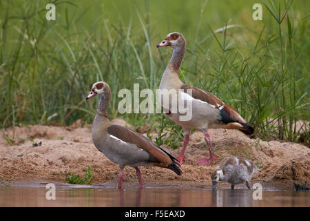 Nilgans (Alopochen Aegyptiacus) Familie, Krüger Nationalpark, Südafrika, Afrika Stockfoto