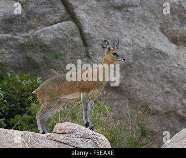 Klipspringer (Oreotragus Oreotragus) männlich, Krüger Nationalpark, Südafrika, Afrika Stockfoto