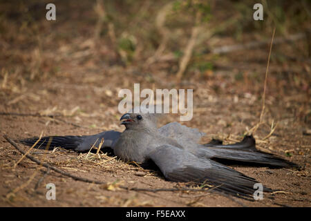 Graue Lourie (Go-away Vogel) (Corythaixoides Concolor), Krüger Nationalpark, Südafrika, Afrika Stockfoto