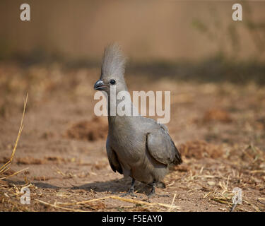 Graue Lourie (Go-away Vogel) (Corythaixoides Concolor), Krüger Nationalpark, Südafrika, Afrika Stockfoto