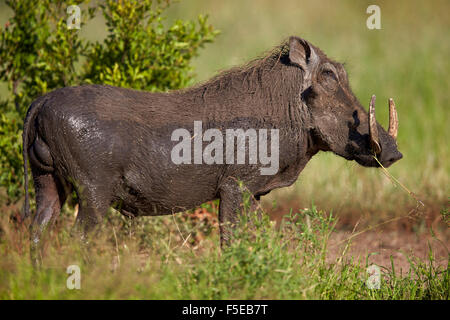 Warzenschwein (Phacochoerus Aethiopicus) männlich, Krüger Nationalpark, Südafrika, Afrika Stockfoto