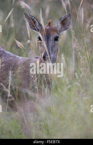 Gemeinsamen Duiker (graue Duiker) (Bush Duiker) (Sylvicapra Grimmia), Weiblich, Krüger Nationalpark, Südafrika, Afrika Stockfoto