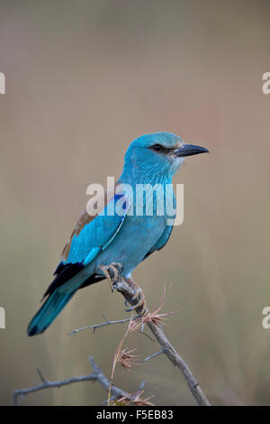 Blauracke (Coracias Garrulus), Krüger Nationalpark, Südafrika, Afrika Stockfoto