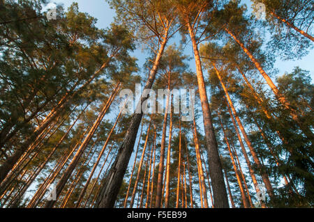 Kiefer (Pinus SP.) Plantage, späten Nachmittag Sonne im Februar, Bialowieza Nationalpark, Woiwodschaft Podlachien, Polen Stockfoto