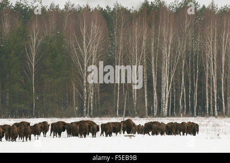Europäische Bison Herde gehen auf Schnee bedeckt Feld im Februar, Bialowieza Nationalpark, Woiwodschaft Podlachien, Polen Stockfoto