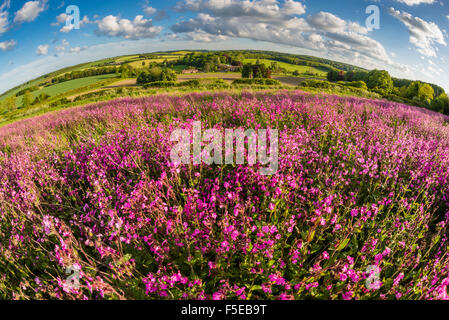 Rote Campion (Silene Dioica) Blüte Masse, wächst auf landwirtschaftlichen Ackerflächen im Mai, Sonnenlicht, Abend, Kent, England, Vereinigtes Königreich Stockfoto