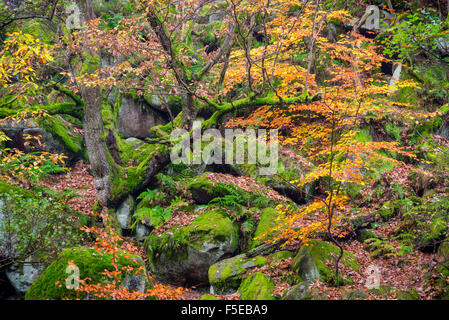 Herbstfärbung im Oktober Padley Schlucht, Peak District National Park, Derbyshire, England, Vereinigtes Königreich, Europa Stockfoto