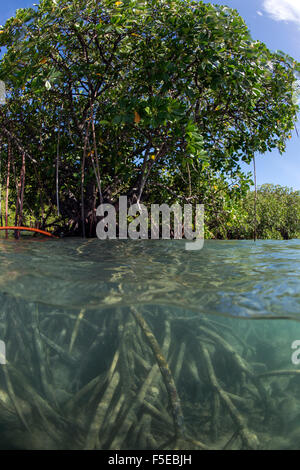 Rhizophora SP. Mangrove oben und unten gespalten Schüsse aus Sau Bay, Vanua Levu, Fidschi, South Pacific, Pazifik Stockfoto