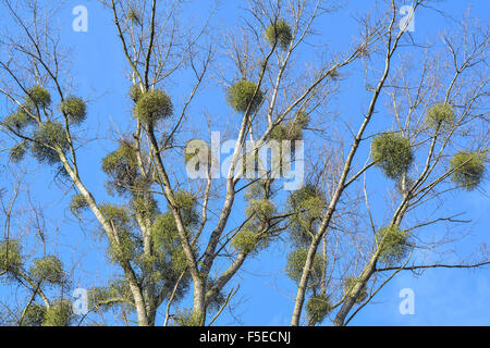 Mistelpflanze Parasit auf Baum Stockfoto