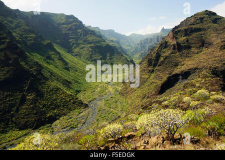 Barranco de Santiago, La Gomera, Kanarische Inseln, Spanien, Europa Stockfoto