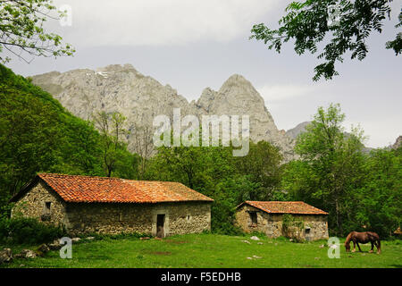 Pferd auf Weide, in der Nähe von Posada de Valdeon, Picos de Europa, Parque Nacional de Los Picos de Europa, Asturien, Kantabrien, Spanien Stockfoto