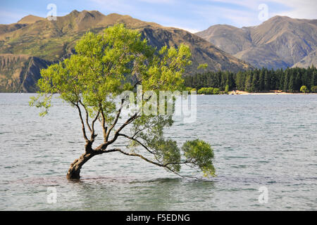 "Diese Wanaka-Baum", Weide, Salix Sp., am Lake Wanaka, ein Wahrzeichen von Wanaka und der wohl bekannteste Baum in Neuseeland Stockfoto