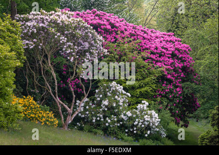 Stourhead, Wiltshire, UK, einem weltberühmten 18c malerischer Landschaftsgarten. Rhododendron und Azaleen im späten Frühjahr Stockfoto