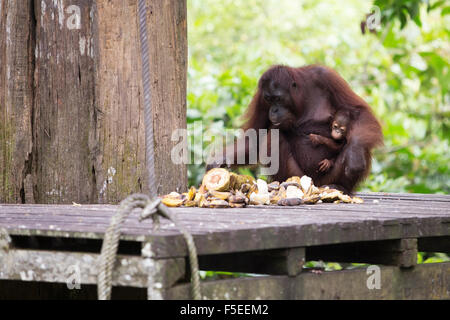 Orang-Utans im Tierheim in Sepilok in Malaysia Borneo Orang-Utan Stockfoto