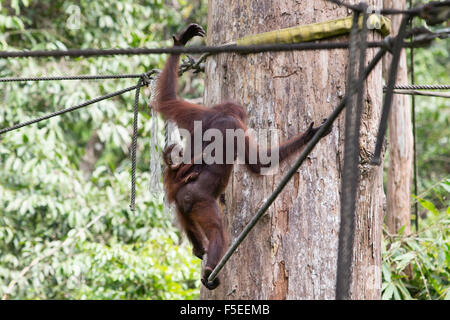 Orang-Utans im Tierheim in Sepilok in Malaysia Borneo Orang-Utan Stockfoto