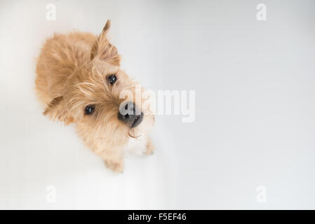 Porträt eines irischen Terrirer Hund nachschlagen Stockfoto