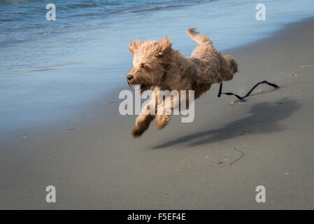 Irish Terrier Hund entlang des Strandes Stockfoto