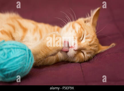 Kleine rote Katze leckt Pfote auf dem Bett. In der Nähe von einem Knäuel Stockfoto