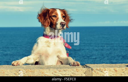 Hund stehen auf Hinterbeinen mit Pfoten an einer Wand Stockfoto