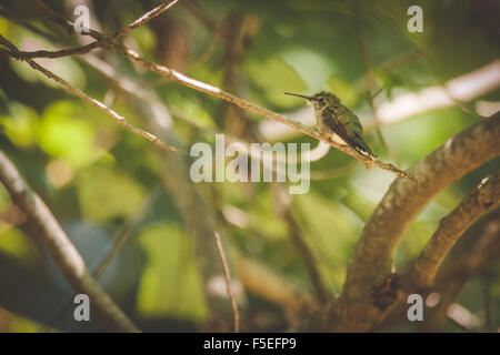Frau Ruby – Throated Kolibri sitzt auf einem Ast, Maryland, USA Stockfoto