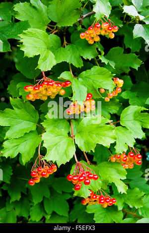 Zweige der roten Beeren des Schneeballs Rose oder Viburnum Opulus Strauch an einem sonnigen Tag am Ende der Sommersaison. Stockfoto