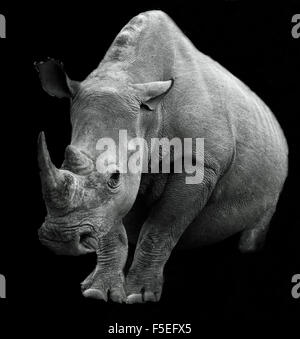 Nahaufnahme eines weißen Nashorns vor schwarzem Hintergrund, Südafrika Stockfoto