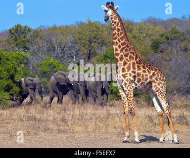 Giraffe und Herde Elefanten, Südafrika Stockfoto